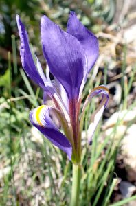 IRIS PUMILA – kosatec